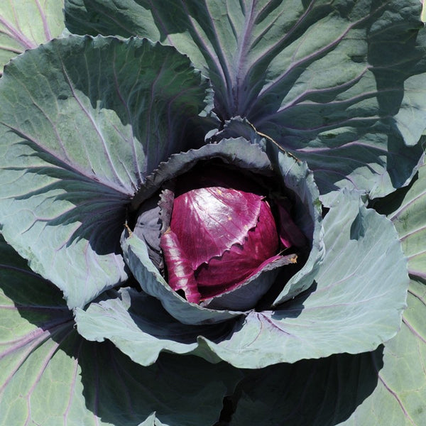 Cabbage - Summer Red