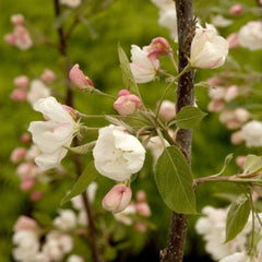 CRABAPPLE SARGENT TINA