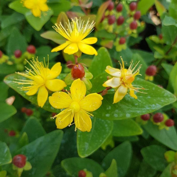 ST JOHNS WORT