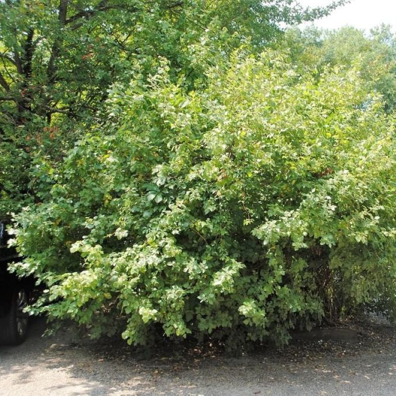 Sumac Size Fragrant Sumac Shrub Size at Brodie Puddy blog