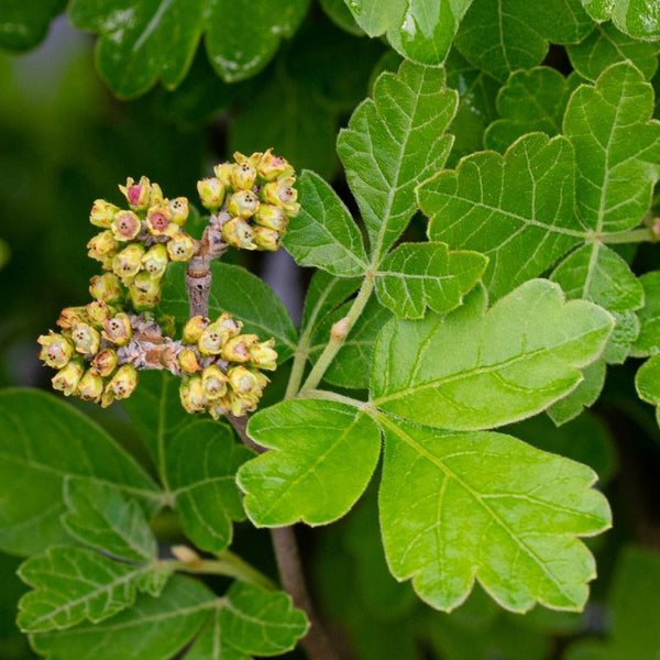 SUMAC GROW LOW