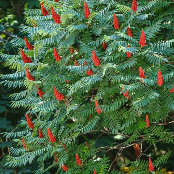 SUMAC STAGHORN