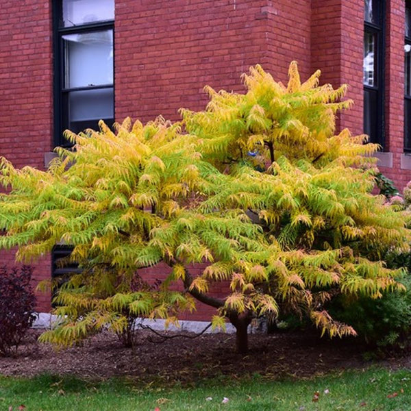 SUMAC STAGHORN CUTLEAF