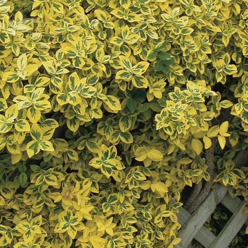 EUONYMUS SUNRISE