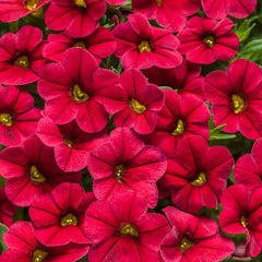 Million Bells Superbells - Red