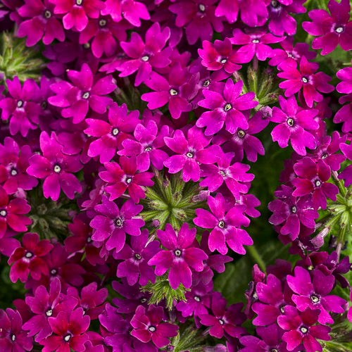 Verbena Superbena - Royale Plum Wine