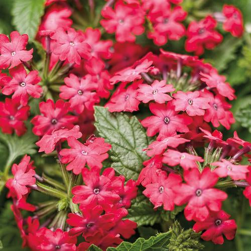 Verbena Superbena - Royale Iced Cherry