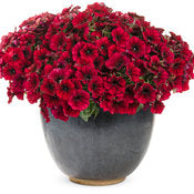 Petunia Supertunia - Black Cherry