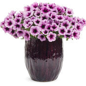 Petunia Supertunia - Bordeaux