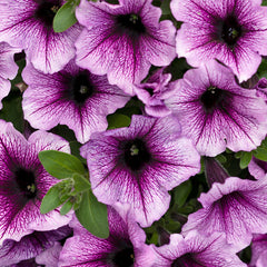 Petunia Supertunia - Bordeaux
