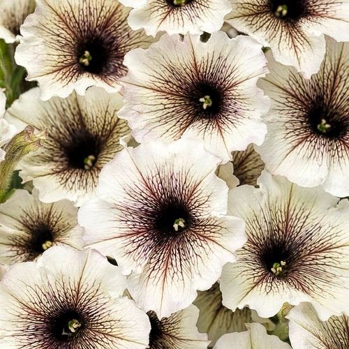 Petunia Supertunia - Latte