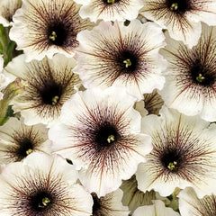 Petunia Supertunia - Latte