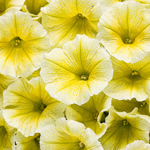 Petunia Supertunia - Limoncello