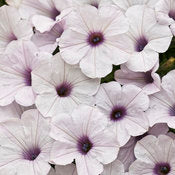 Petunia Supertunia Mini Silver 4.5" pot
