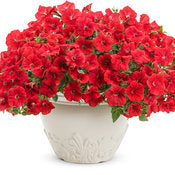Petunia Supertunia - Really Red