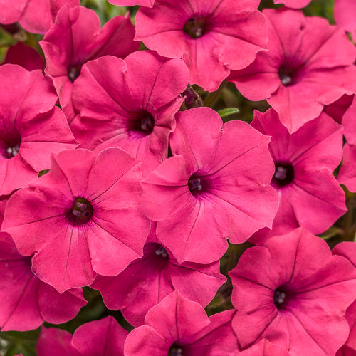 Petunia Supertunia - Vista Fuchsia
