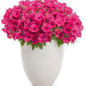 Petunia Supertunia - Vista Fuchsia