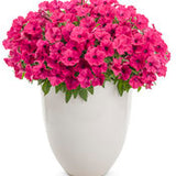 Petunia Supertunia - Vista Fuchsia