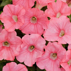 Petunia Supertunia - Bermuda Beach