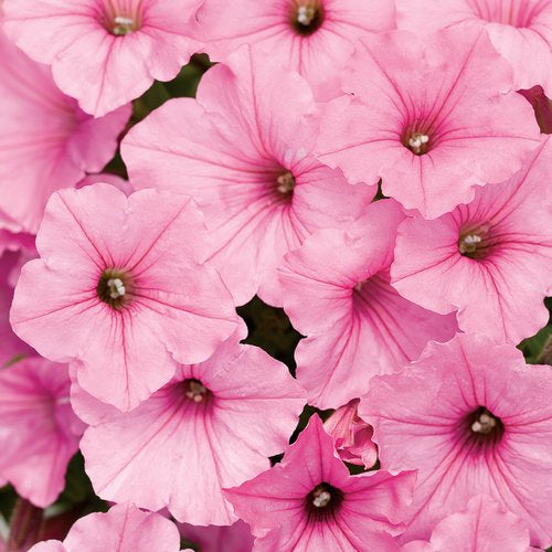 Petunia Supertunia - Vista Bubblegum