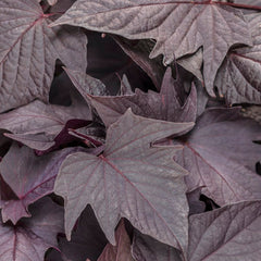 Ipomoea Sweet Caroline - Bewitched After Midnight Potato Vine