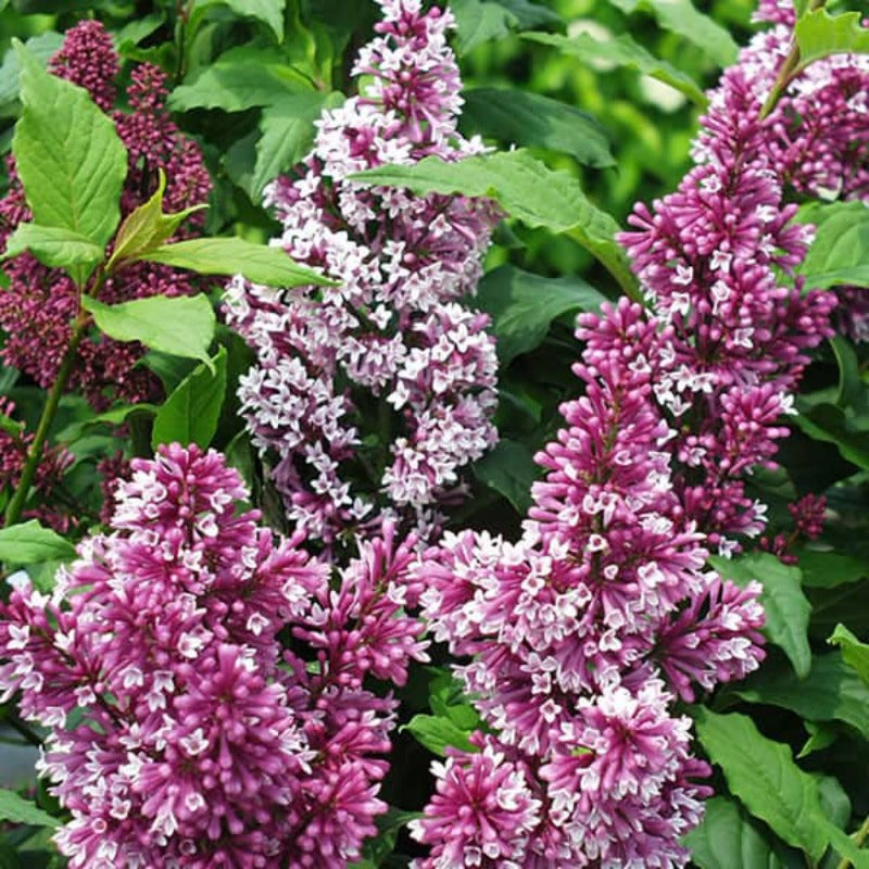 LILAC RED WINE