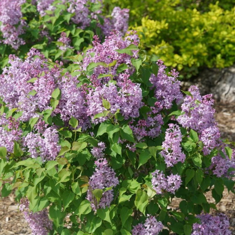 LILAC SCENTARA PURA