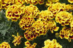Marigold - Yellow Fire