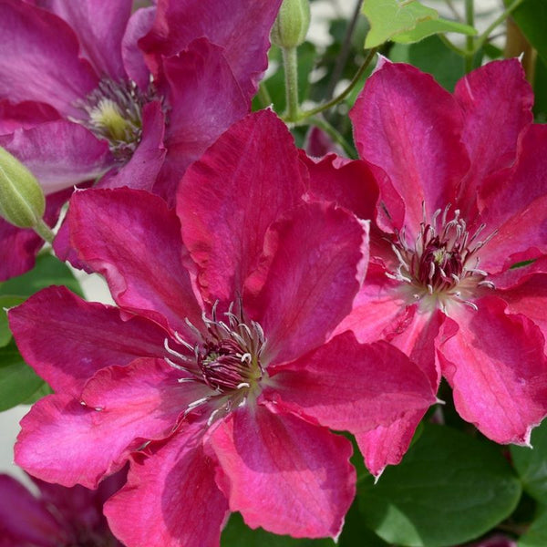 CLEMATIS TEKLA