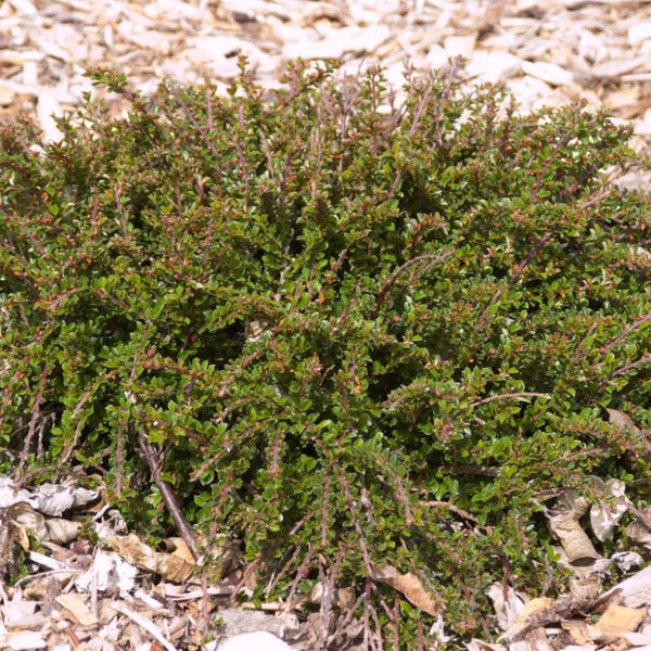 COTONEASTER TOM THUMB