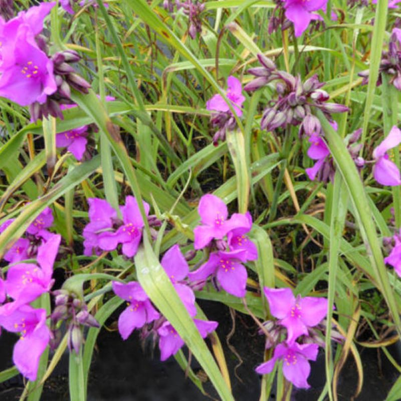 TRADESCANTIA RED GRAPE