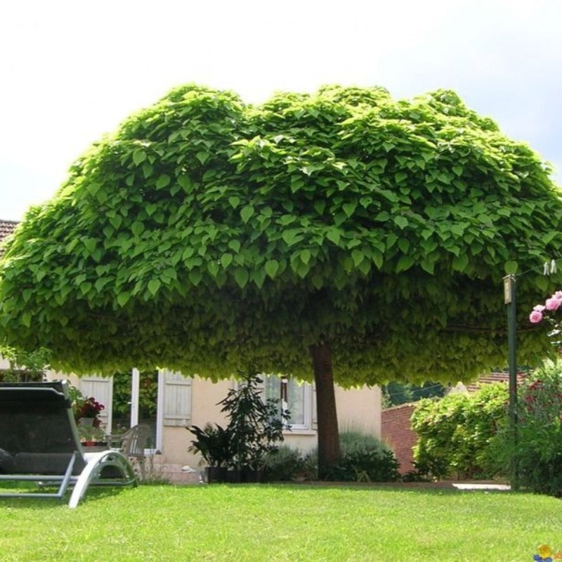 Cabata Tree How To Prune An Umbrella Catalpa Tree at Kris Allard blog