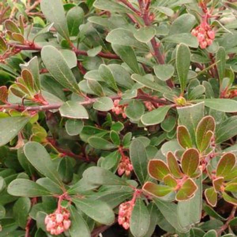 BEARBERRY VANCOUVER JADE