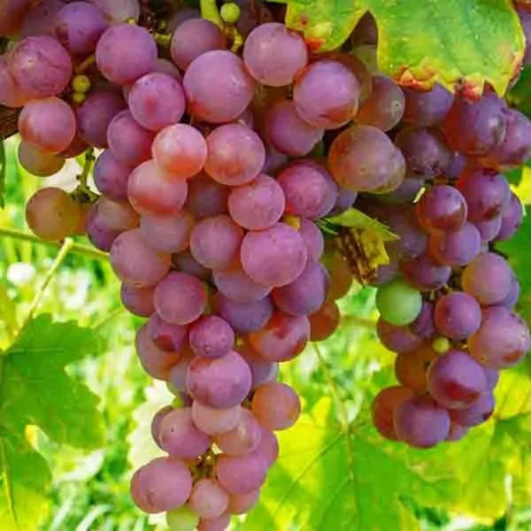 GRAPE VANESSA