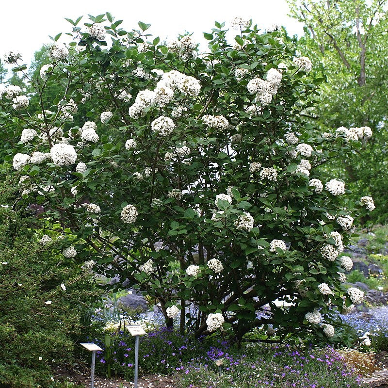 VIBURNUM DIANA