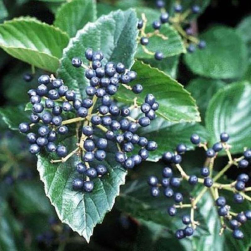 VIBURNUM CHICAGO LUSTRE