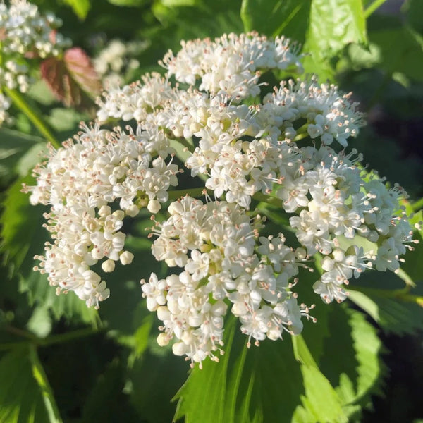 VIBURNUM DENTATUM