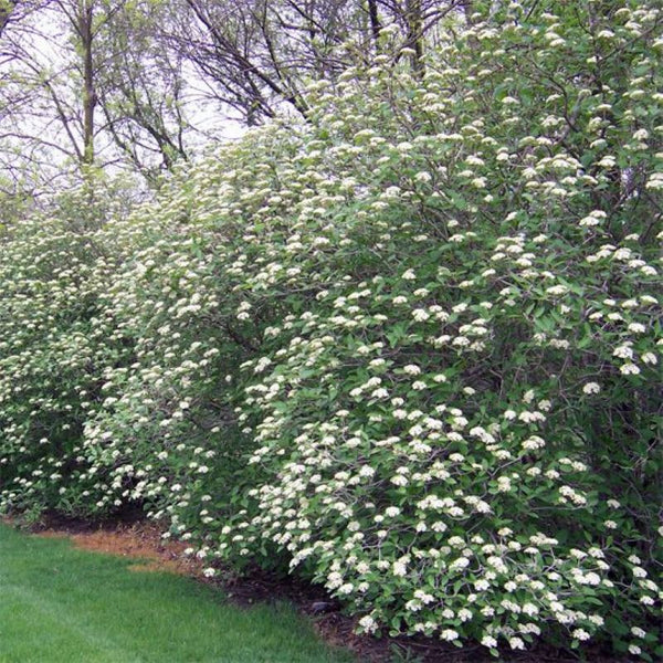 VIBURNUM MOHICAN