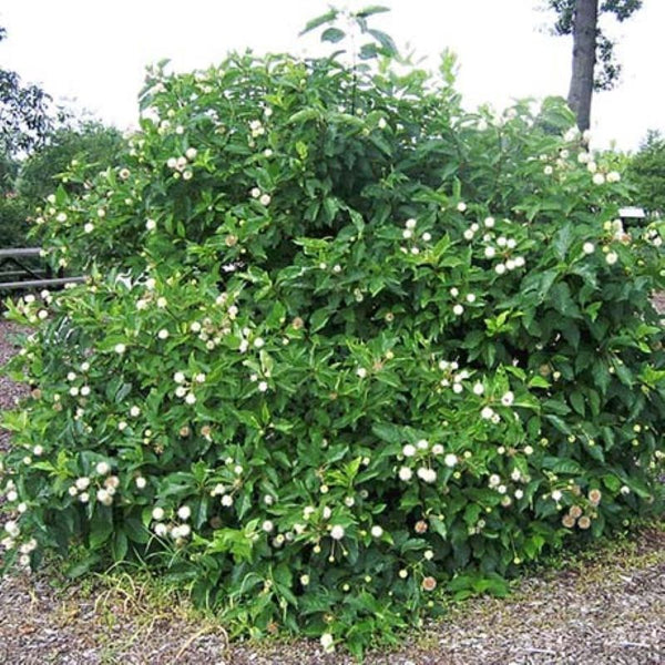 BUTTONBUSH