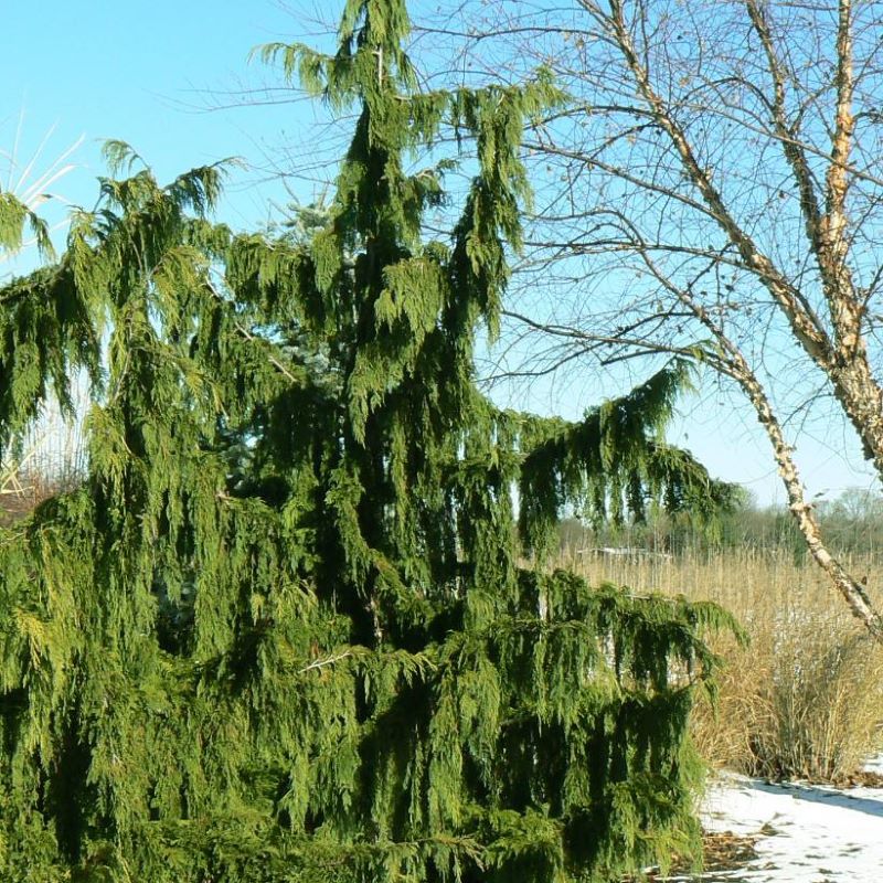 FALSE CYPRESS WEEPING NOOTKA