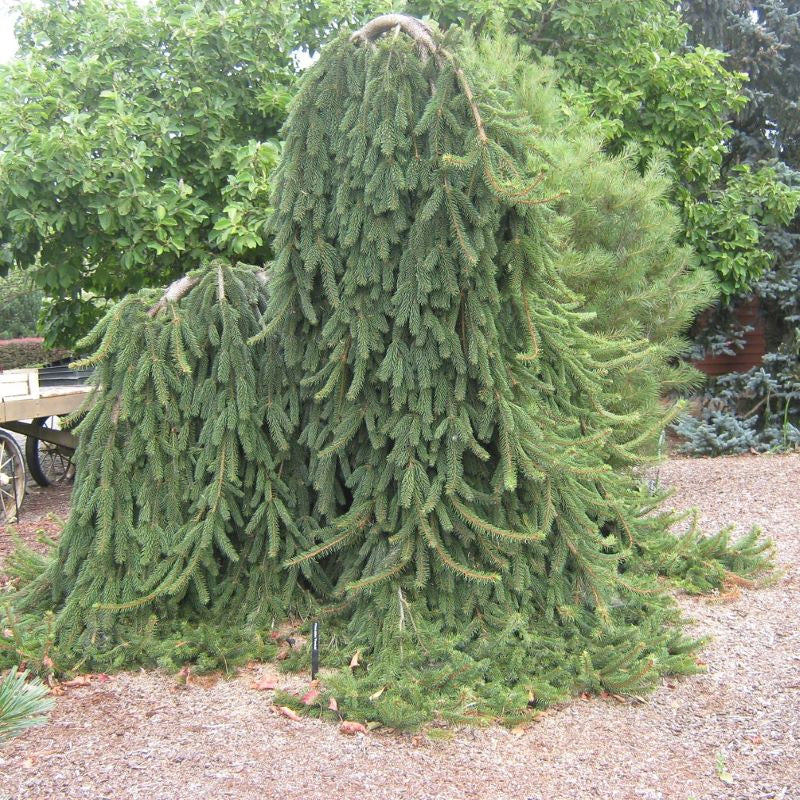 SPRUCE WEEPING NORWAY