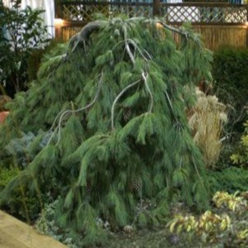 PINE WEEPING WHITE
