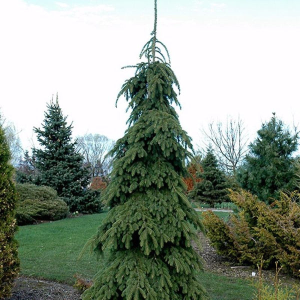 SPRUCE WEEPING WHITE