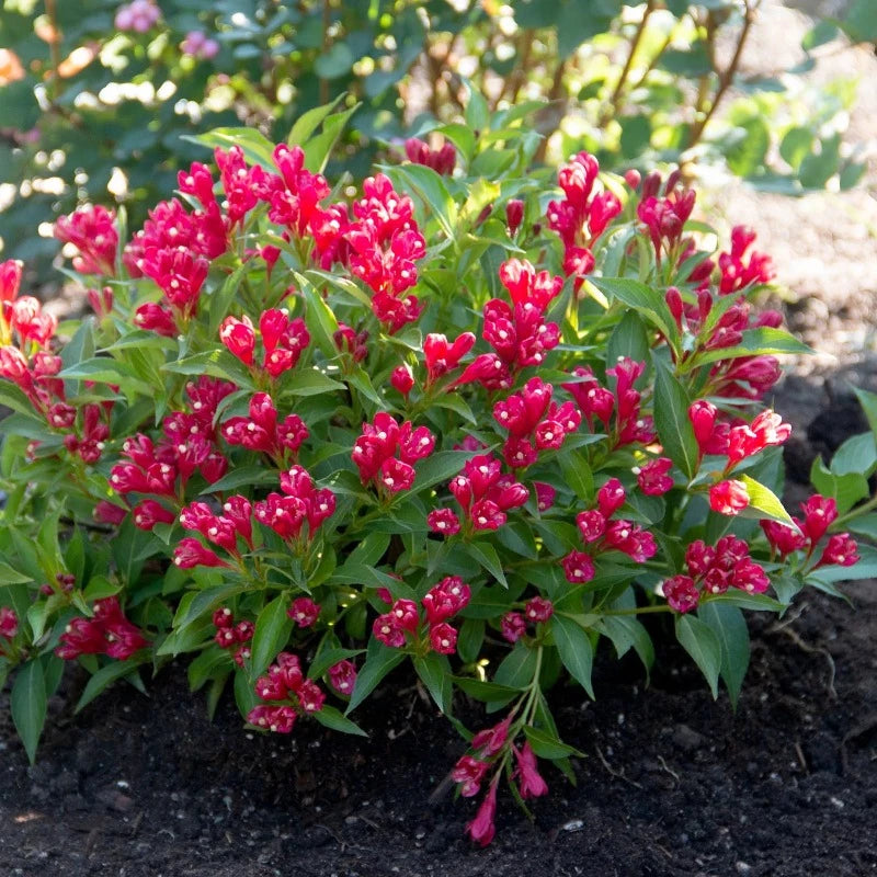 WEIGELA CRIMSON KISSES