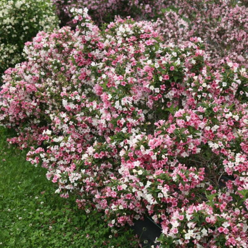 WEIGELA CZECHMARK TRILOGY
