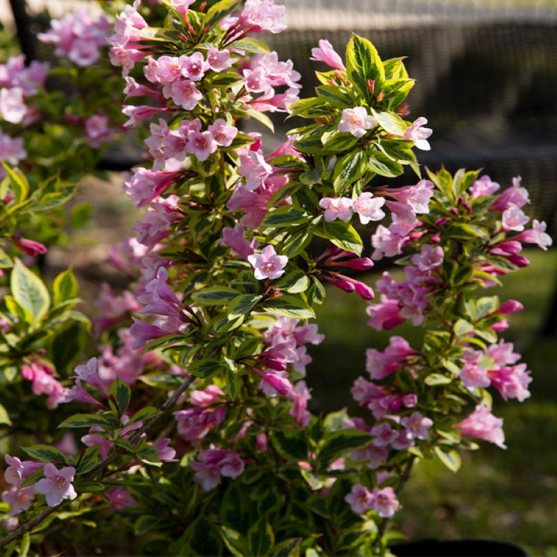 WEIGELA RAINBOW SENSATION