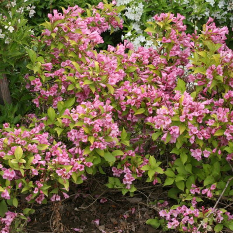 WEIGELA SNIPPET LIME