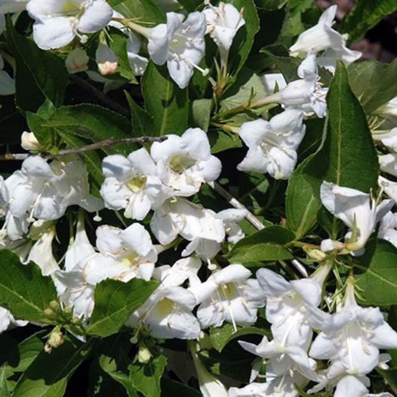 WEIGELA BRISTOL SNOWFLAKE