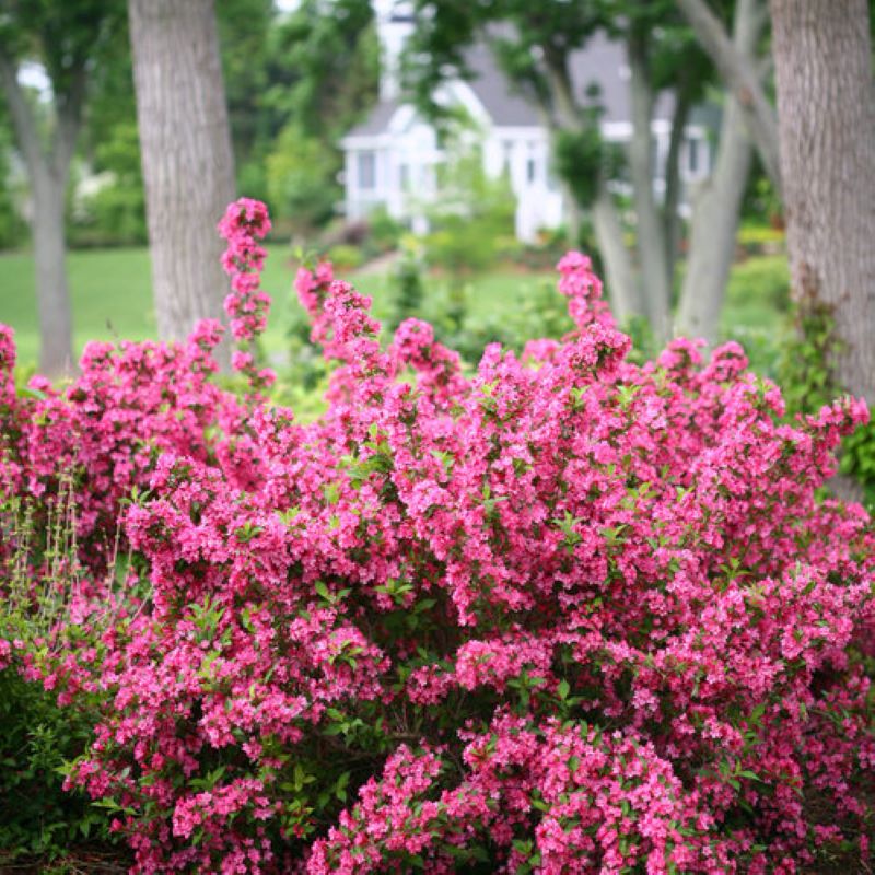 WEIGELA SONIC BLOOM PINK