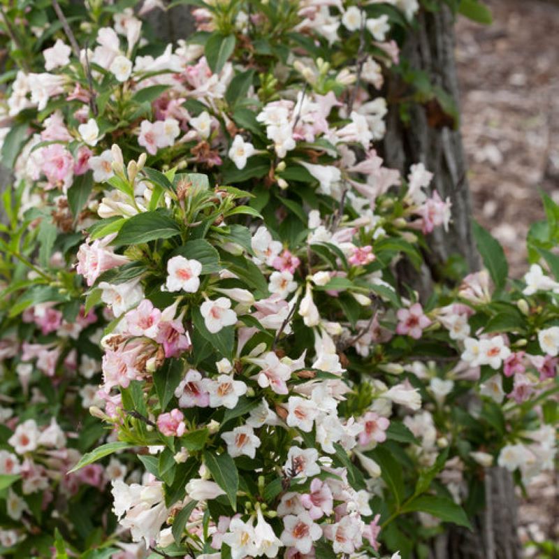 WEIGELA SONIC BLOOM PEARL